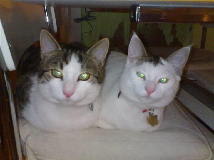 Huskat Lisa - Hun holdte meget af hendes bror - de var uadskillelige billede 4