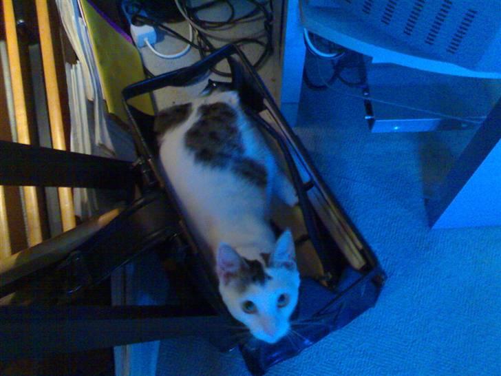 Huskat Lisa - Lisa elsker at være i tasker, kasser og andet man kan ligge i billede 5