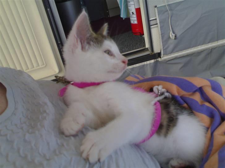 Huskat Lisa - Dengang hun kun var sød og dejlig billede 6