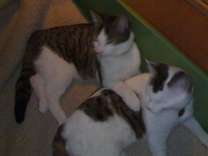 Huskat Lisa - Endnu et eksempel på de to søskende billede 7