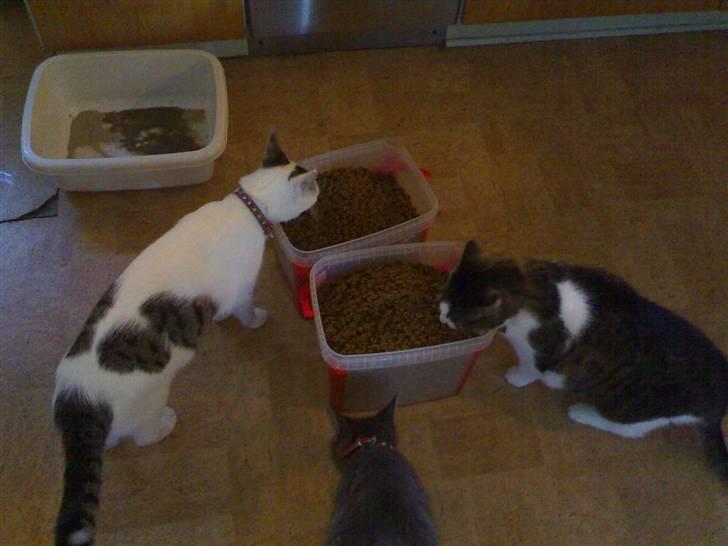 Huskat Lisa - Lisa er også en madglad kat, så her er hun igang med at spise fra foderspanden sammen med Sissel billede 8