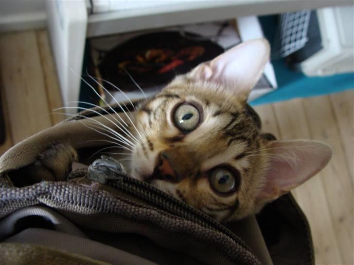 Bengal Roulette billede 1