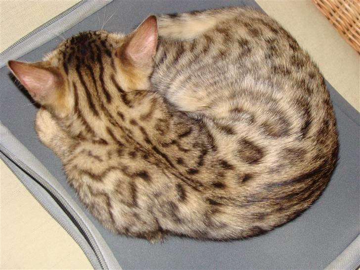 Bengal Roulette billede 2