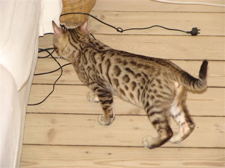 Bengal Roulette billede 3