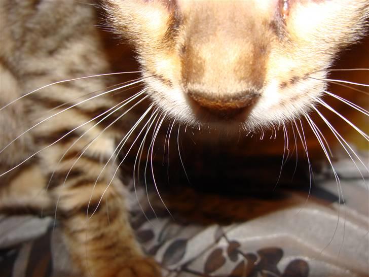 Bengal Roulette billede 4