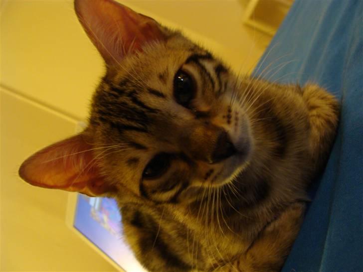 Bengal Roulette billede 5