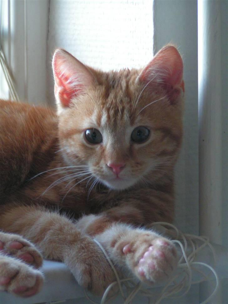 Huskat Henning (død 28 dec 09) - Hejsa. Jeg hedder Henning, og er en værre bandit. :) billede 1