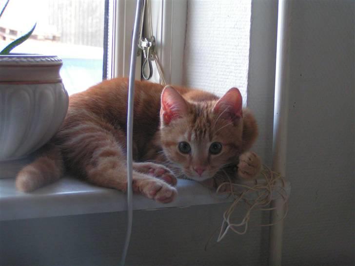 Huskat Henning (død 28 dec 09) - MIg!, jeg hiver ikke i nogen snor. :) billede 2