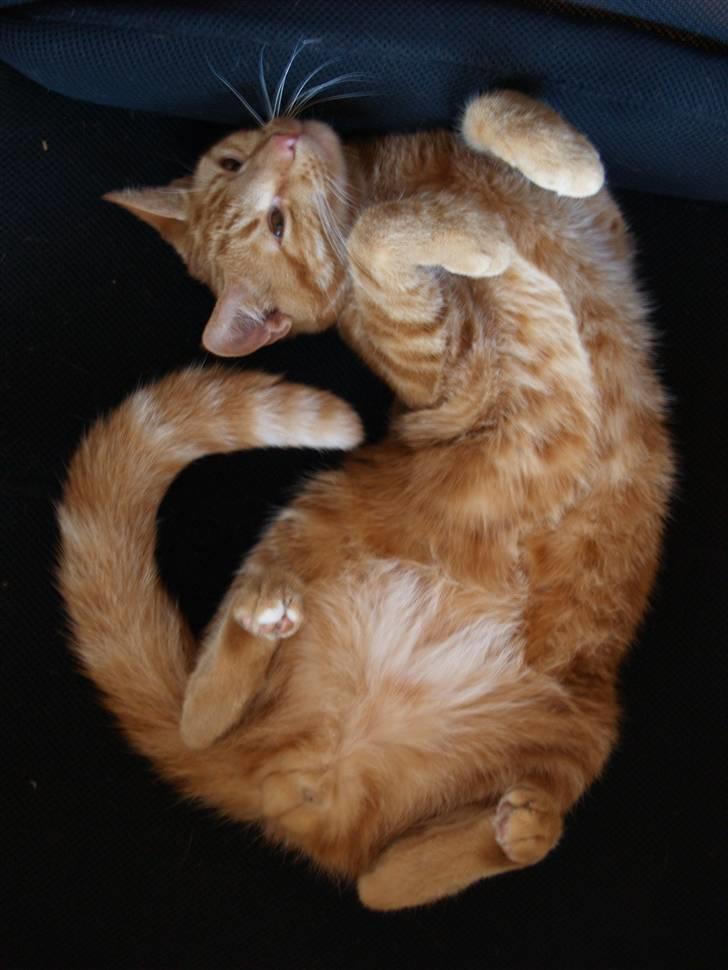 Huskat Henning (død 28 dec 09) - Den kat kan altså ligge på de mest mærkelige måder. :o) billede 3