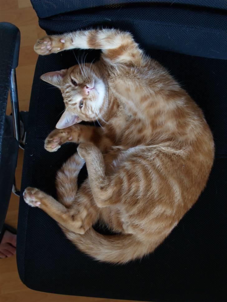 Huskat Henning (død 28 dec 09) - Henning altså. :o) billede 4