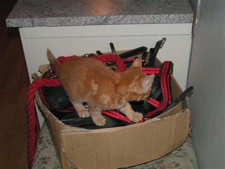 Huskat Henning (død 28 dec 09) - Er der mon noget her jeg kan bruge. billede 5