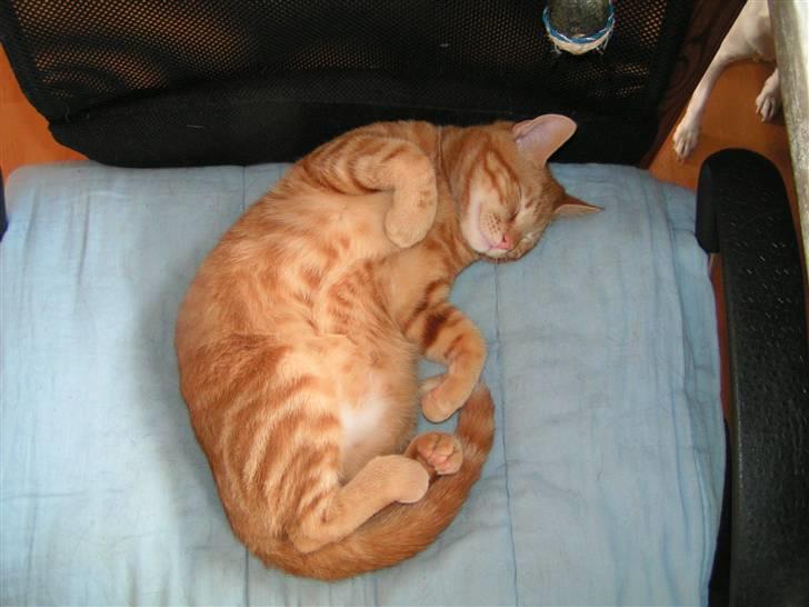 Huskat Henning (død 28 dec 09) - Tar sig lige en slapper.  billede 6