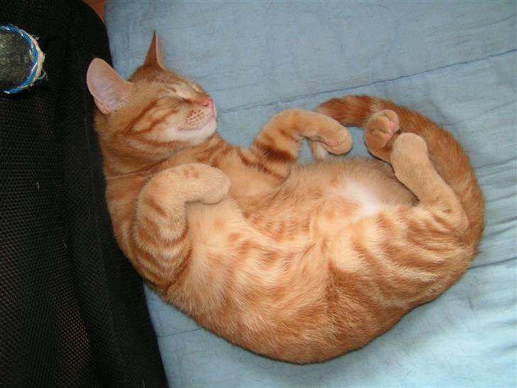 Huskat Henning (død 28 dec 09) billede 7