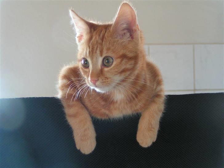 Huskat Henning (død 28 dec 09) - Jeg hænger lige her, okay. billede 8