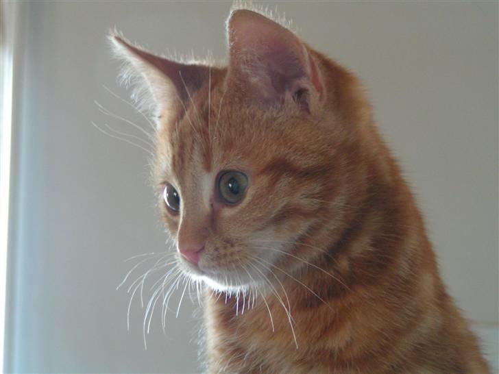 Huskat Henning (død 28 dec 09) billede 9