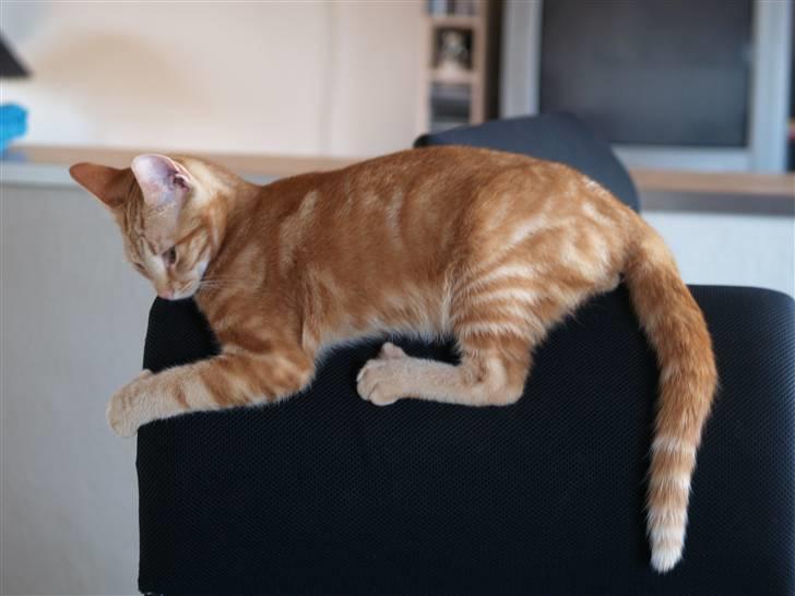 Huskat Henning (død 28 dec 09) - Henning på hans yndlings sted. Han holder altid godt fast. :o) billede 10