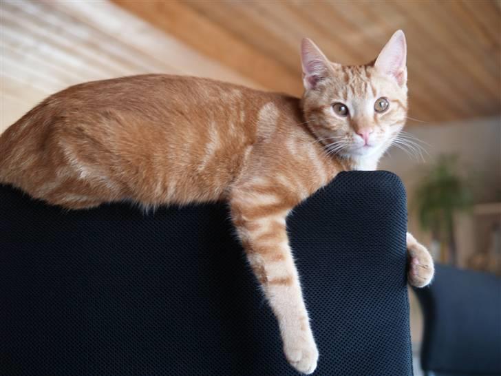 Huskat Henning (død 28 dec 09) - Ville du noget? Den kat er tosset.  billede 11