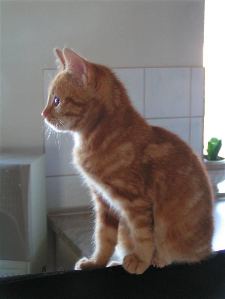 Huskat Henning (død 28 dec 09) - Herfra har man overblikket.  billede 12