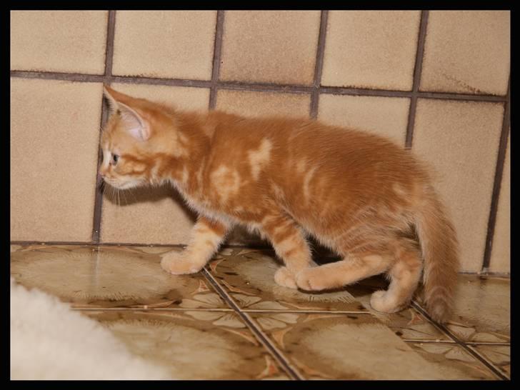 Huskat Henning (død 28 dec 09) billede 13