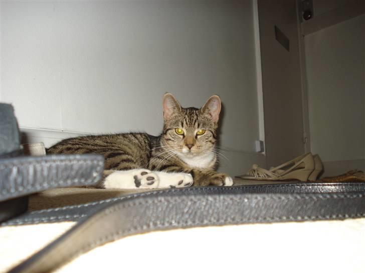 Huskat Putte billede 6