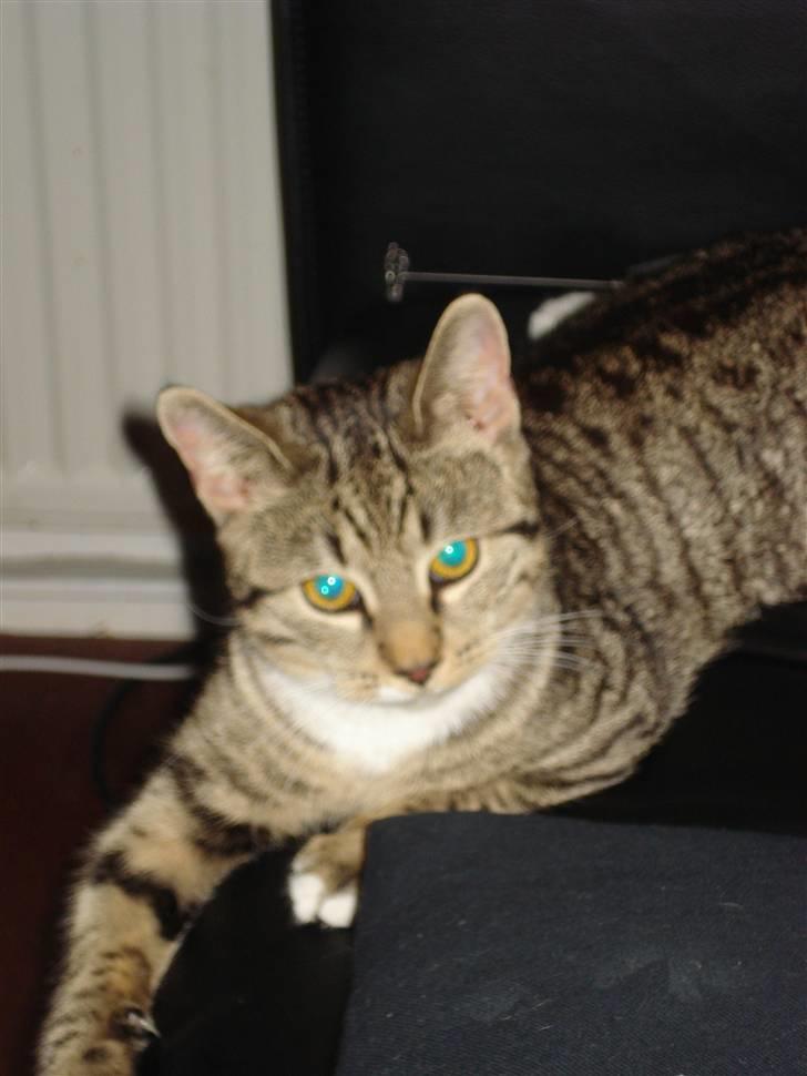 Huskat Putte billede 7