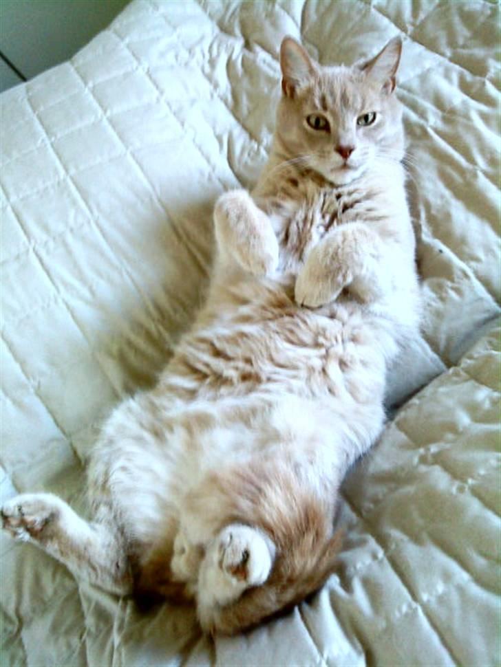 Huskat Semba - Han ved godt han selv er lækker ;)  billede 16