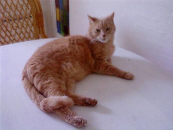 Huskat Semba - Det ser ret uhøfligt ud .. Men Semba er en lidt forkælet kat ;)  billede 17