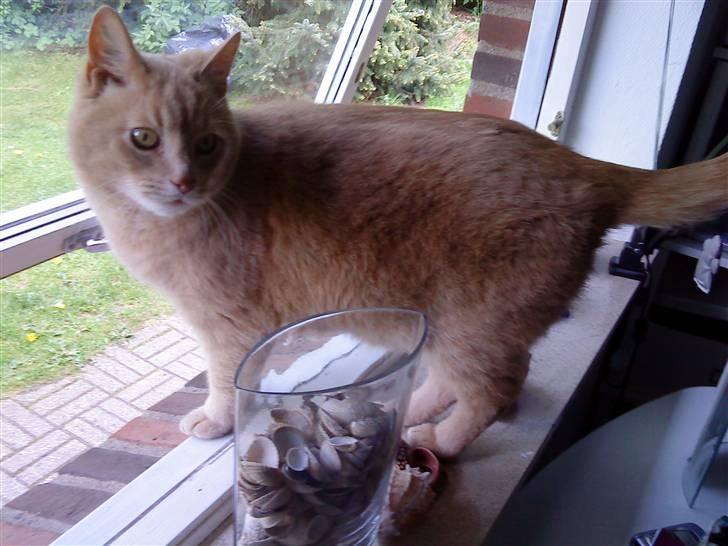 Huskat Semba - "Skal jeg mon hoppe ud, eller hvad synes du"?  billede 19