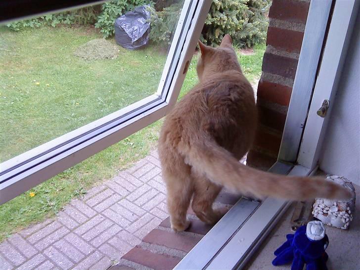 Huskat Semba - "Fint .. Skal lige se om der er nogle farer på færre" ;)  billede 20