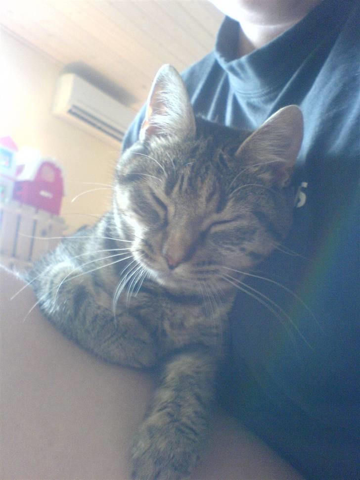 Huskat Olivia ( mors prinsesse)  billede 1