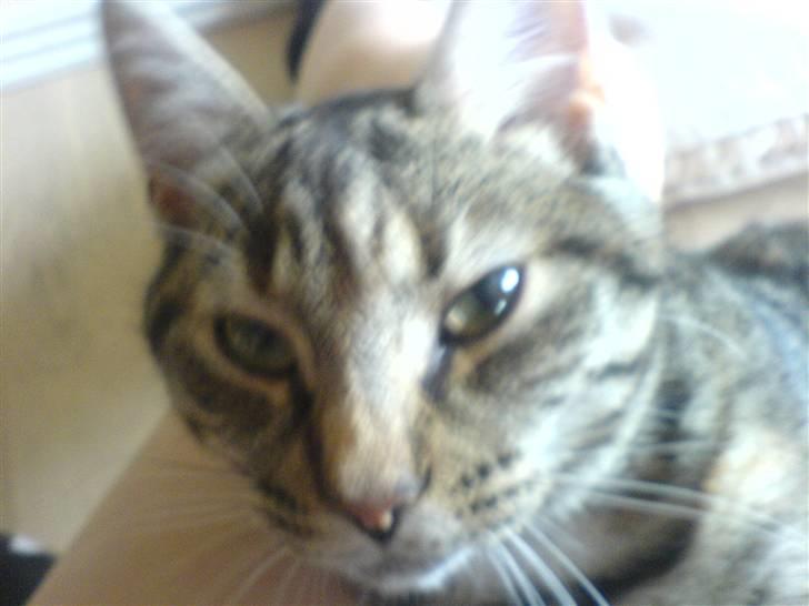 Huskat Olivia ( mors prinsesse)  billede 2