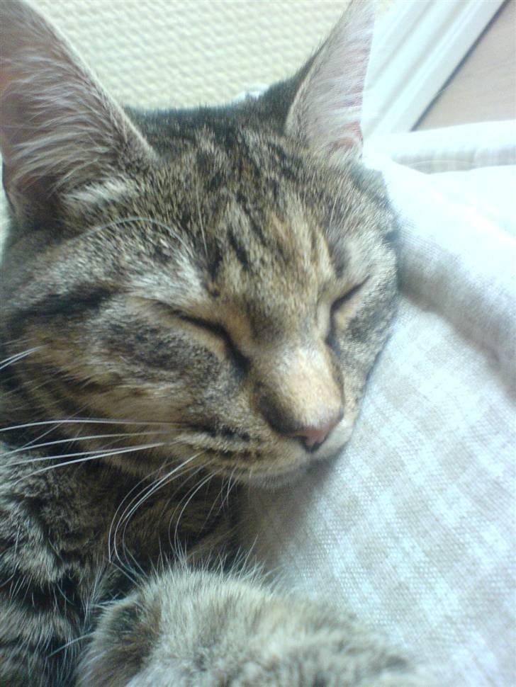 Huskat Olivia ( mors prinsesse)  billede 3