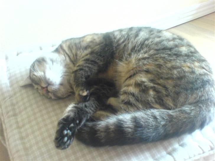 Huskat Olivia ( mors prinsesse)  billede 4