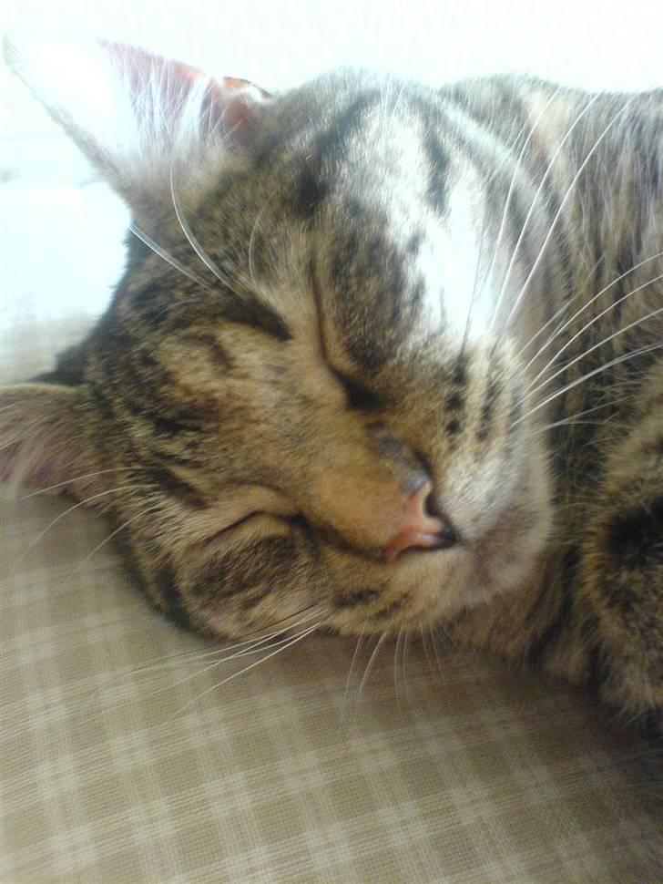 Huskat Olivia ( mors prinsesse)  billede 5