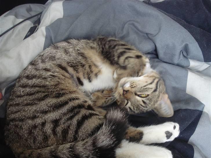 Huskat Putte billede 11