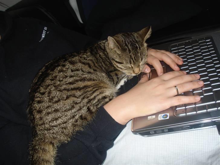 Huskat Putte billede 12