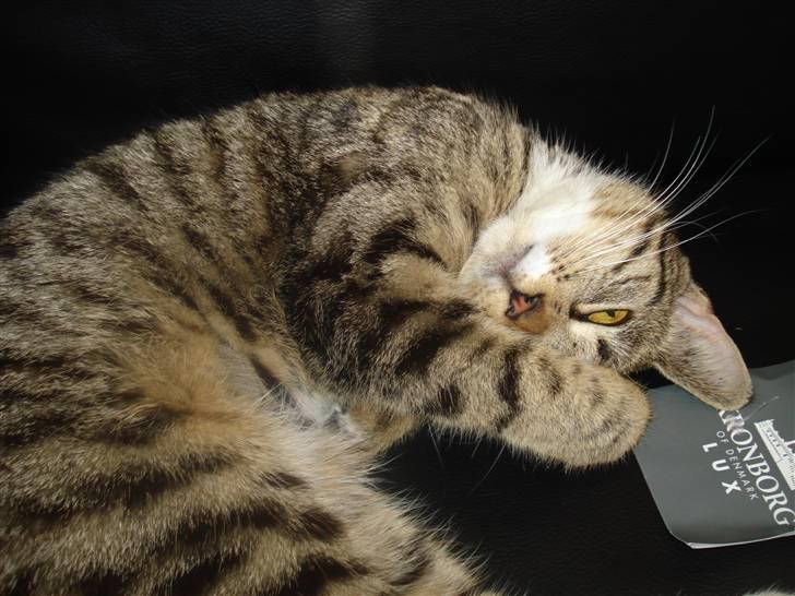 Huskat Putte billede 13