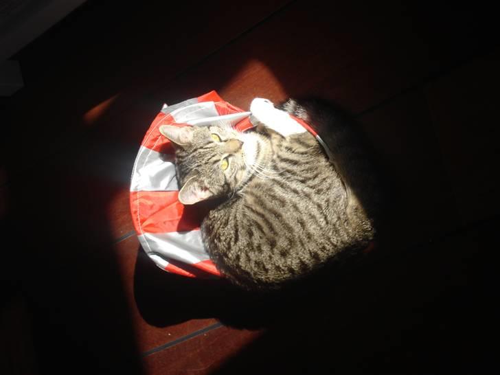 Huskat Putte billede 14