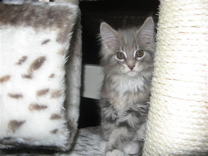 Maine Coon Micky billede 1