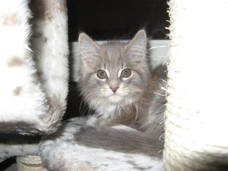 Maine Coon Micky billede 2