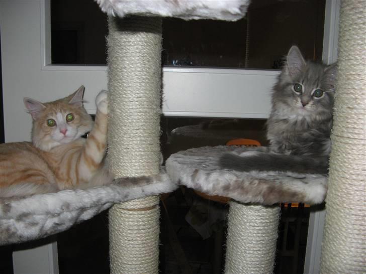 Maine Coon Micky billede 3