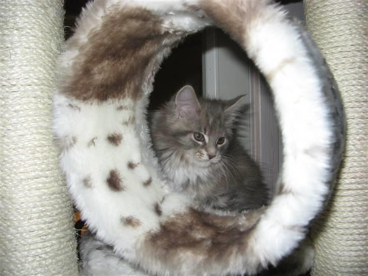 Maine Coon Micky billede 4