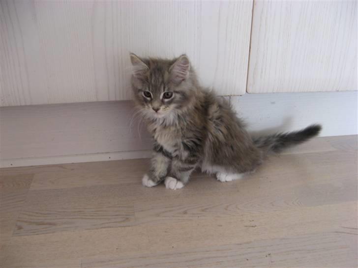 Maine Coon Micky billede 5