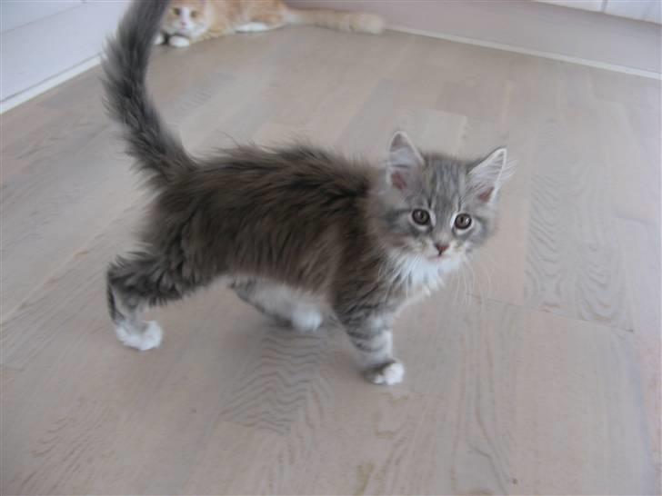 Maine Coon Micky billede 6