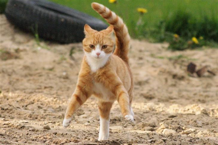 Huskat Rødtjørn´s Pjok <<3 - hehe pjok ville gerne hen til mig da jeg kom ud på ridebanen :D  billede 15