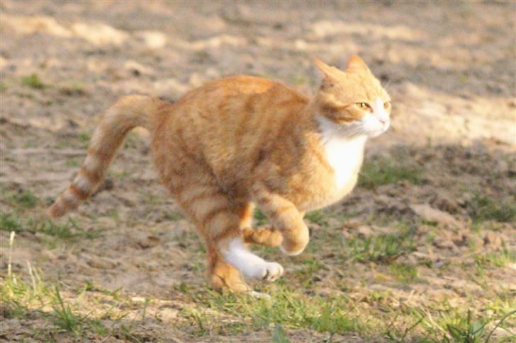 Huskat Rødtjørn´s Pjok <<3 - VÆÆÆÆÆÆÆÆÆÆÆK !!!! ;p billede 16