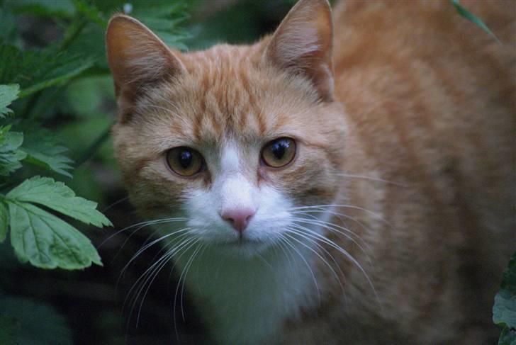 Huskat Rødtjørn´s Pjok <<3 - nuurrrh billede 17