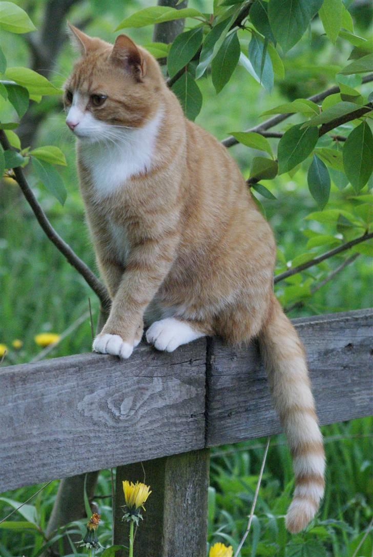 Huskat Rødtjørn´s Pjok <<3 - sidder lige og kigger lidt :D billede 18