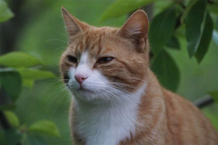 Huskat Rødtjørn´s Pjok <<3 - sol i øjnene xD  billede 19