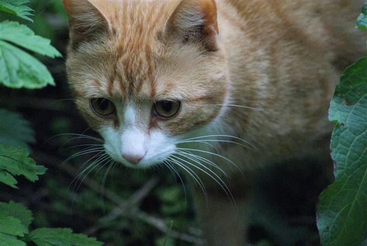 Huskat Rødtjørn´s Pjok <<3 - <<33333  billede 20